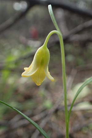 Fritillaria rhodia \ Rhodische Schachblume / Rhodian Fritillary, Rhodos/Rhodes Epta Piges 27.3.2019