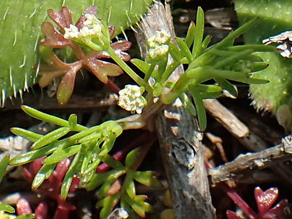 Microsciadium minutum \ Microsciadium / Microsciadium, Rhodos/Rhodes Kallithea Terme 7.4.2019