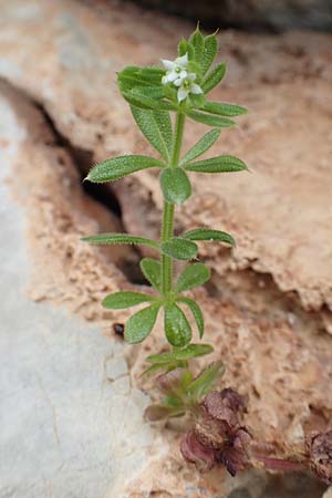 Galium aparine \ Kletten-Labkraut, Klebkraut / Cleavers, Sticky Willy, Rhodos Tsambika 30.3.2019