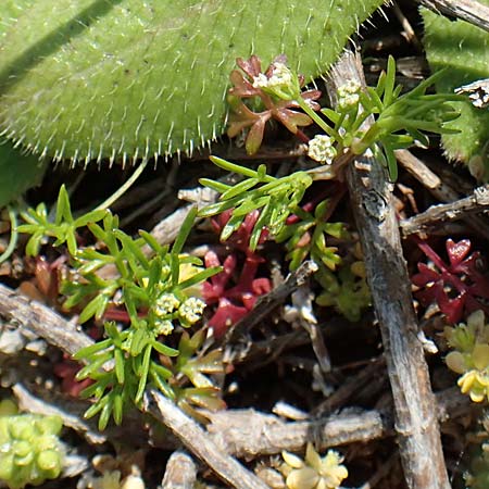 Microsciadium minutum \ Microsciadium / Microsciadium, Rhodos/Rhodes Kallithea Terme 7.4.2019