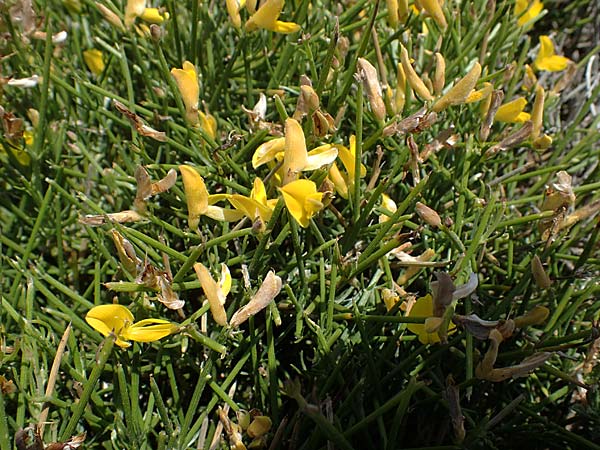 Genista acanthoclada subsp. echinus \ Dorniger Ginster, Rhodos Apolakkia 25.3.2023