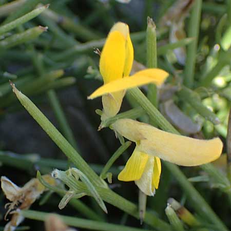 Genista acanthoclada subsp. echinus \ Dorniger Ginster, Rhodos Apolakkia 25.3.2023