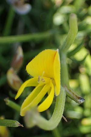 Genista acanthoclada subsp. echinus \ Dorniger Ginster, Rhodos Apolakkia 25.3.2023