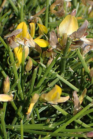 Genista acanthoclada subsp. echinus, Dorniger Ginster