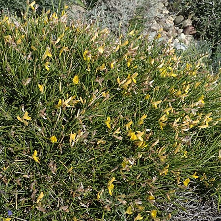 Genista acanthoclada subsp. echinus \ Dorniger Ginster, Rhodos Apolakkia 25.3.2023
