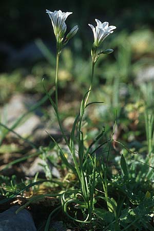 Gagea graeca \ Griechische Faltenlilie / Greek Gagea, Rhodos/Rhodes Lindos 22.3.2005