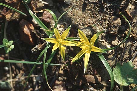 Gagea rigida \ Spitzbl&uuml;tziger Gelbstern, &Ouml;stlicher Gelbstern / Acute-Flowered Star of Bethlehem, Rhodos/Rhodes Messanagros 25.3.2005