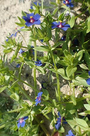 Lysimachia loeflingii \ Acker-Gauchheil / Scarlet Pimpernel, Rhodos/Rhodes Kamiros 4.4.2019
