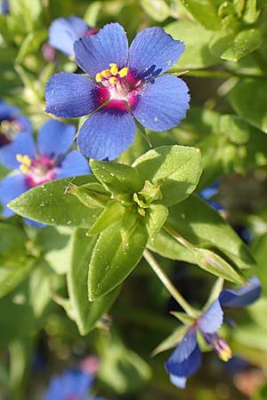 Lysimachia loeflingii \ Acker-Gauchheil / Scarlet Pimpernel, Rhodos/Rhodes Kamiros 4.4.2019
