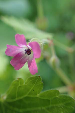 Geranium rotundifolium \ Rundblttriger Storchschnabel / Round-Leaved Crane's-Bill, Rhodos Profitis Ilias 2.4.2019