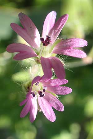 Geranium molle \ Weicher Storchschnabel / Dove-Foot Crane's-Bill, Rhodos Profitis Ilias 2.4.2019