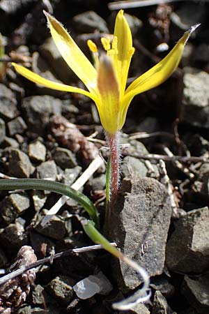 Gagea rigida \ Spitzbl&uuml;tziger Gelbstern, &Ouml;stlicher Gelbstern / Acute-Flowered Star of Bethlehem, Rhodos/Rhodes Moni Artamiti 16.3.2023