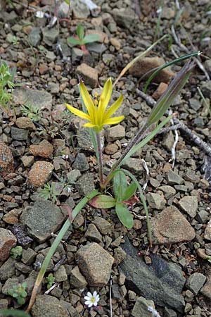 Gagea rigida \ Spitzbl&uuml;tziger Gelbstern, &Ouml;stlicher Gelbstern / Acute-Flowered Star of Bethlehem, Rhodos/Rhodes Moni Artamiti 16.3.2023