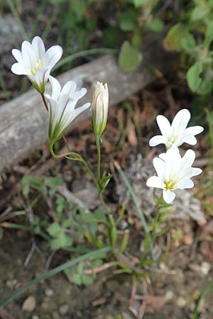 Gagea graeca \ Griechische Faltenlilie / Greek Gagea, Rhodos/Rhodes Lardos 3.4.2019