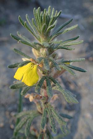 Ajuga chamaepitys subsp. chia \ &Ouml;stlicher Gelber G�nsel / Eastern Ground Pine, Rhodos/Rhodes Feraklos Castle 26.3.2023