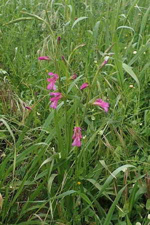 Gladiolus italicus \ Gladiole / Field Gladiolus, Rhodos/Rhodes Kattavia 1.4.2019