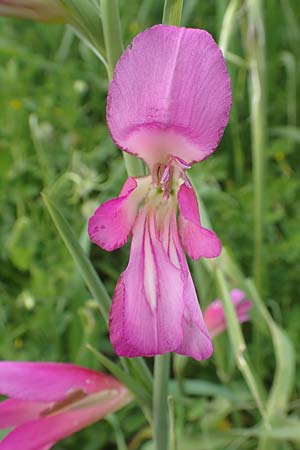Gladiolus italicus \ Gladiole / Field Gladiolus, Rhodos/Rhodes Kattavia 1.4.2019