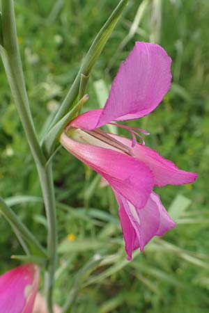 Gladiolus italicus \ Gladiole / Field Gladiolus, Rhodos/Rhodes Kattavia 1.4.2019