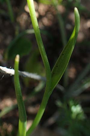 Gagea graeca \ Griechische Faltenlilie / Greek Gagea, Rhodos/Rhodes Prasonisi 26.3.2019