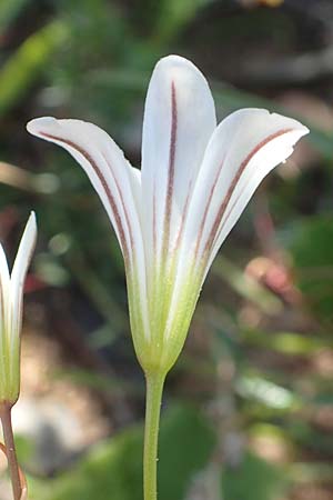 Gagea graeca \ Griechische Faltenlilie / Greek Gagea, Rhodos/Rhodes Prasonisi 26.3.2019