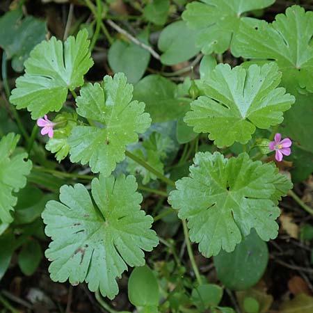 Geranium lucidum \ Glnzender Storchschnabel / Shining Crane's-Bill, Rhodos Profitis Ilias 2.4.2019