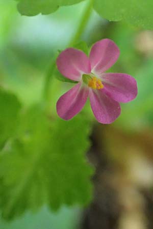 Geranium lucidum \ Glnzender Storchschnabel / Shining Crane's-Bill, Rhodos Profitis Ilias 2.4.2019