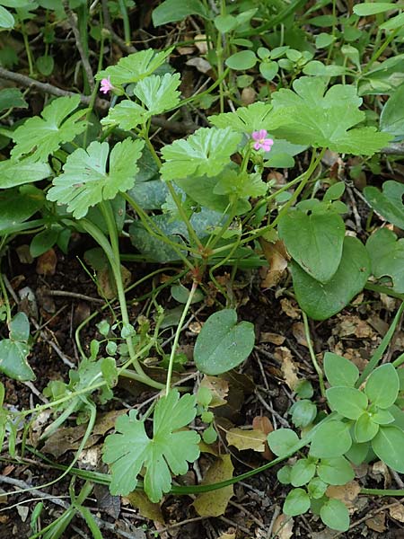 Geranium lucidum \ Glnzender Storchschnabel / Shining Crane's-Bill, Rhodos Profitis Ilias 2.4.2019