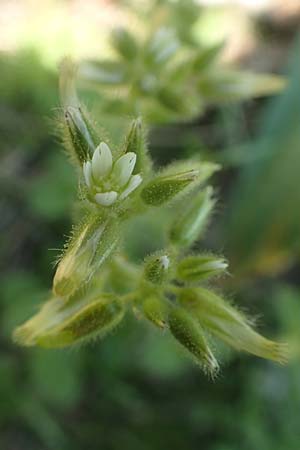 Cerastium glomeratum \ Knuel-Hornkraut / Sticky Mouse-Ear, Rhodos Profitis Ilias 2.4.2019