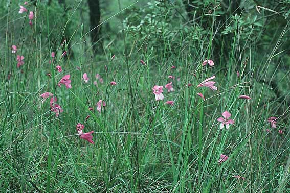 Gladiolus anatolicus \ T&uuml;rkische Gladiole / Anatolian Gladiolus, Rhodos/Rhodes Laerma 1.5.1987
