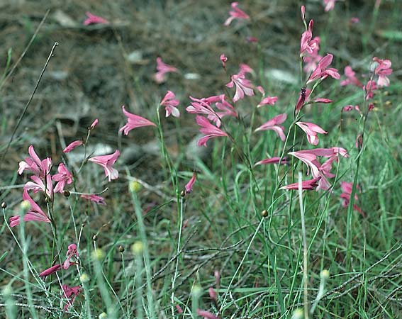 Gladiolus anatolicus \ T&uuml;rkische Gladiole / Anatolian Gladiolus, Rhodos/Rhodes Laerma 1.5.1987