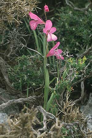 Gladiolus anatolicus \ T&uuml;rkische Gladiole / Anatolian Gladiolus, Rhodos/Rhodes Kallithea Terme 6.5.1987