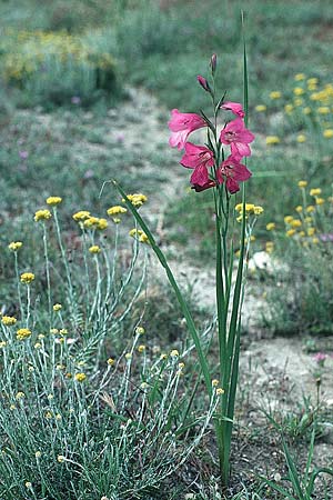 Gladiolus anatolicus \ T&uuml;rkische Gladiole / Anatolian Gladiolus, Rhodos/Rhodes Messanagros 27.4.1987