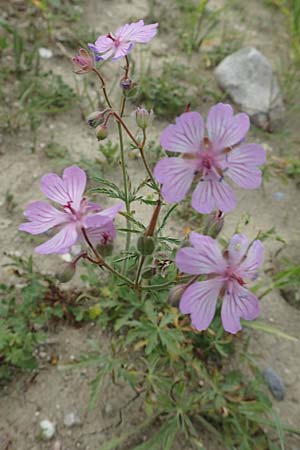 Geranium macrostylum \ Gro&szlig;griffeliger Storchschnabel / Crane's-Bill, Rhodos/Rhodes Kattavia 1.4.2019