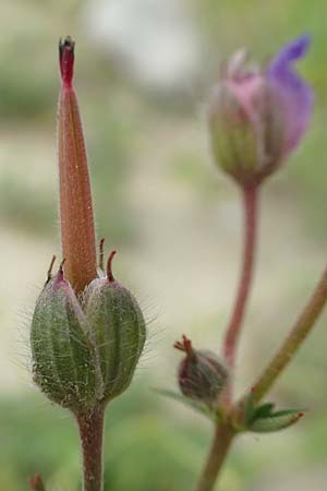 Geranium macrostylum \ Gro&szlig;griffeliger Storchschnabel / Crane's-Bill, Rhodos/Rhodes Kattavia 1.4.2019