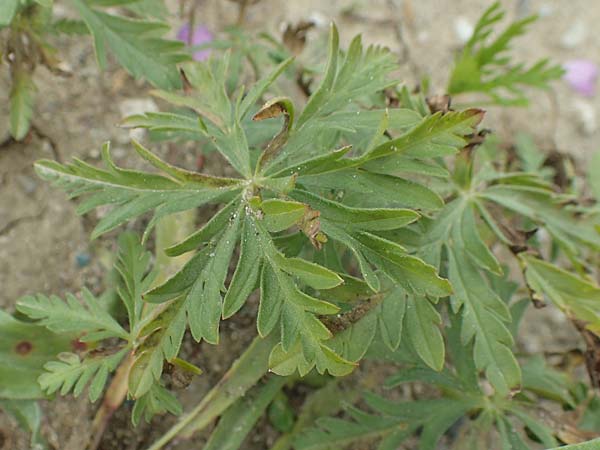 Geranium macrostylum \ Gro&szlig;griffeliger Storchschnabel / Crane's-Bill, Rhodos/Rhodes Kattavia 1.4.2019