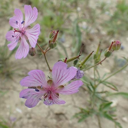 Geranium macrostylum \ Gro&szlig;griffeliger Storchschnabel / Crane's-Bill, Rhodos/Rhodes Kattavia 1.4.2019