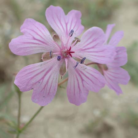 Geranium macrostylum \ Gro&szlig;griffeliger Storchschnabel / Crane's-Bill, Rhodos/Rhodes Kattavia 1.4.2019