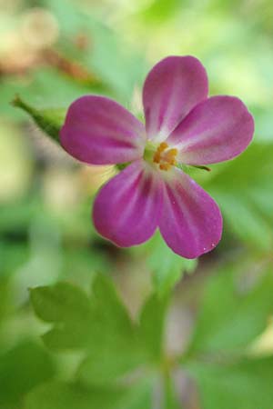 Geranium purpureum \ Purpur-Storchschnabel / Little Robin, Lesser Herb Robert, Rhodos Profitis Ilias 2.4.2019