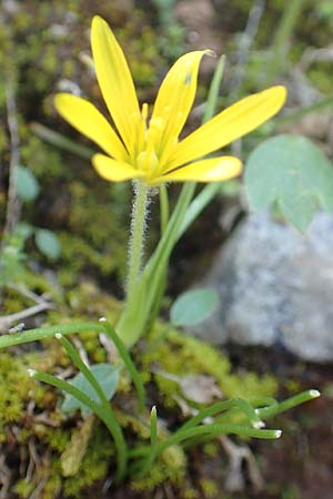 Gagea peduncularis \ Langstieliger Gelbstern / Stalked Star of Bethlehem, Rhodos/Rhodes Profitis Ilias 2.4.2019