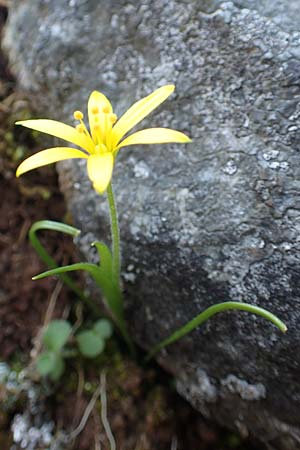 Gagea peduncularis \ Langstieliger Gelbstern / Stalked Star of Bethlehem, Rhodos/Rhodes Profitis Ilias 2.4.2019
