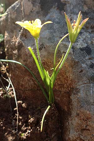 Gagea peduncularis \ Langstieliger Gelbstern / Stalked Star of Bethlehem, Rhodos/Rhodes Profitis Ilias 2.4.2019