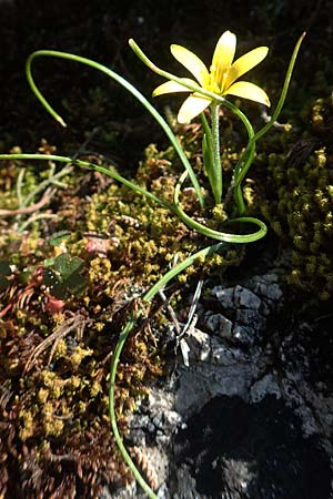 Gagea peduncularis \ Langstieliger Gelbstern / Stalked Star of Bethlehem, Rhodos/Rhodes Profitis Ilias 2.4.2019