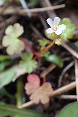 Geranium lucidum \ Glnzender Storchschnabel / Shining Crane's-Bill, Rhodos Moni Artamiti 16.3.2023