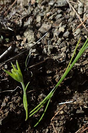 Gagea peduncularis \ Langstieliger Gelbstern / Stalked Star of Bethlehem, Rhodos/Rhodes Moni Artamiti 16.3.2023