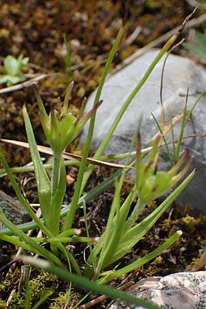 Gagea peduncularis \ Langstieliger Gelbstern / Stalked Star of Bethlehem, Rhodos/Rhodes Moni Artamiti 16.3.2023