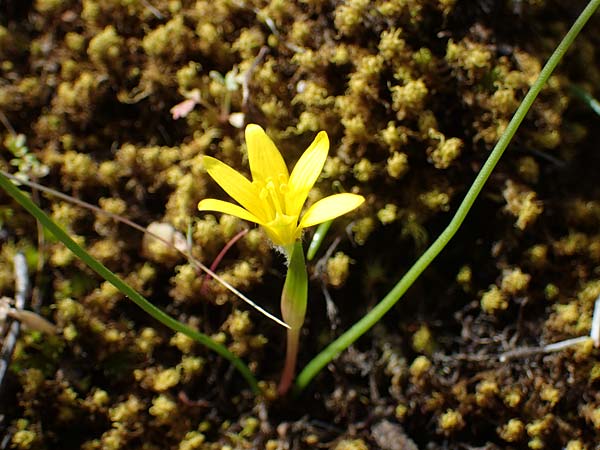 Gagea peduncularis \ Langstieliger Gelbstern / Stalked Star of Bethlehem, Rhodos/Rhodes Moni Artamiti 16.3.2023