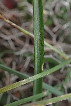Gagea peduncularis \ Langstieliger Gelbstern / Stalked Star of Bethlehem, Rhodos/Rhodes Akramitis 21.3.2023