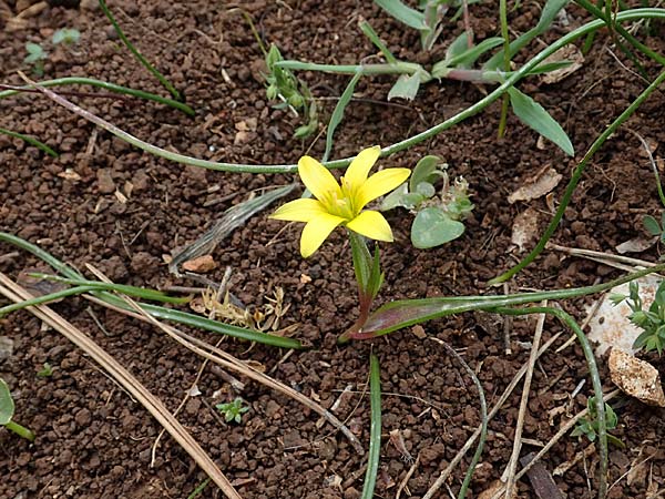 Gagea peduncularis \ Langstieliger Gelbstern / Stalked Star of Bethlehem, Rhodos/Rhodes Akramitis 21.3.2023