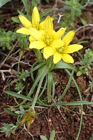 Gagea peduncularis \ Langstieliger Gelbstern / Stalked Star of Bethlehem, Rhodos/Rhodes Akramitis 21.3.2023