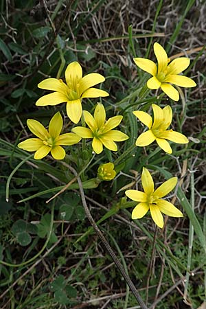 Gagea peduncularis \ Langstieliger Gelbstern / Stalked Star of Bethlehem, Rhodos/Rhodes Attaviros 23.3.2023